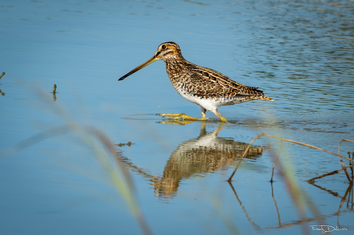 Wilson's Snipe - ML645306188
