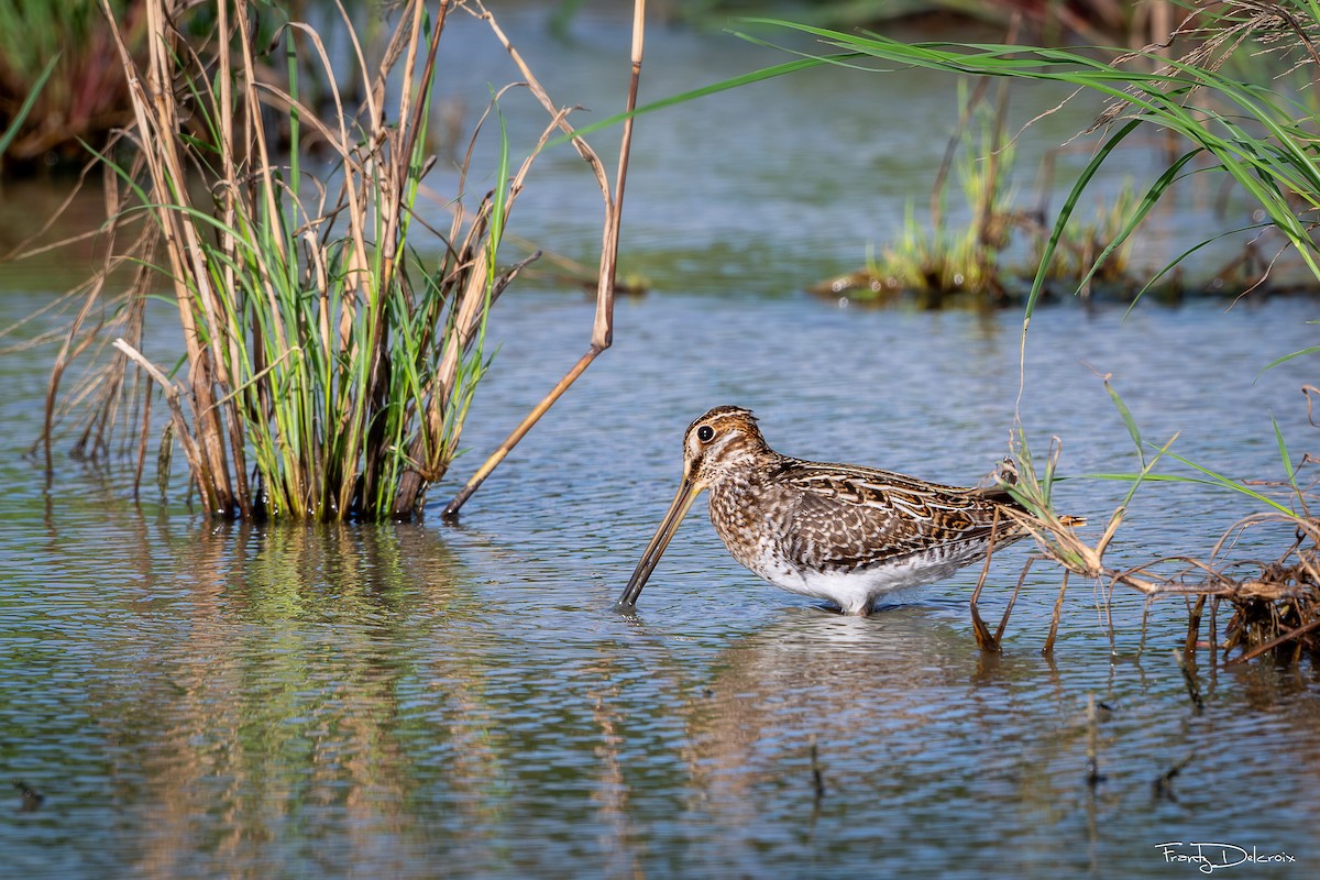 Wilson's Snipe - ML645306189