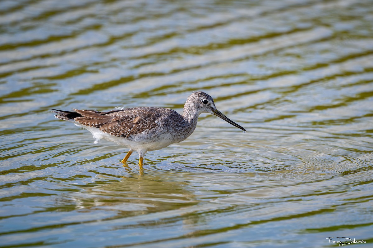 Greater Yellowlegs - ML645306205