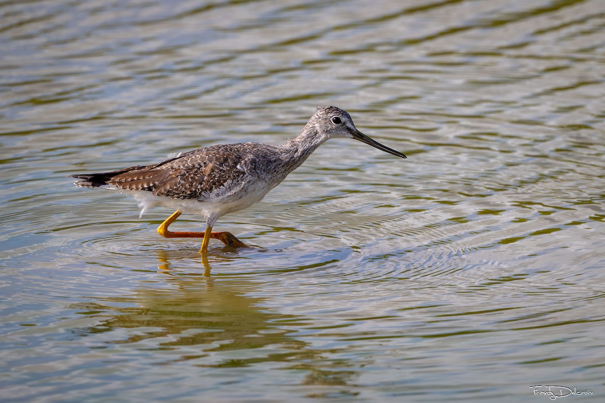 Greater Yellowlegs - ML645306206