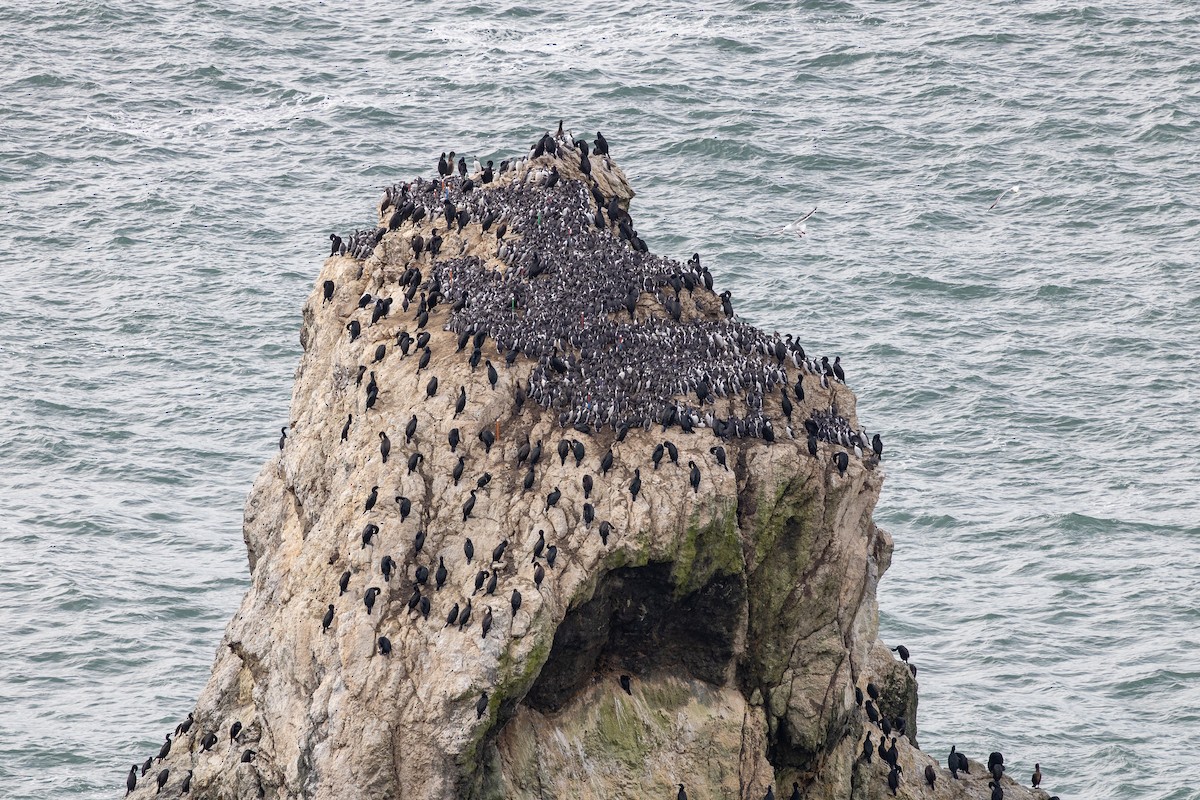 Common Murre - ML645306213