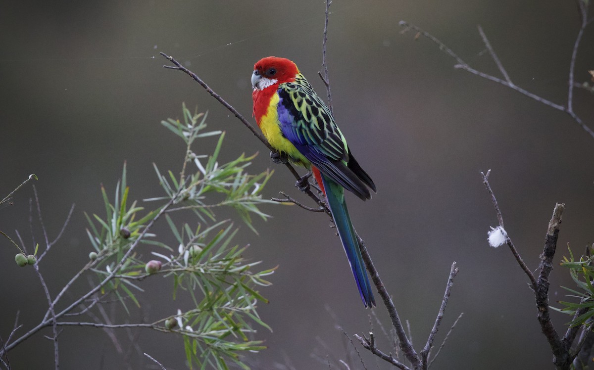 Eastern Rosella - ML645306219