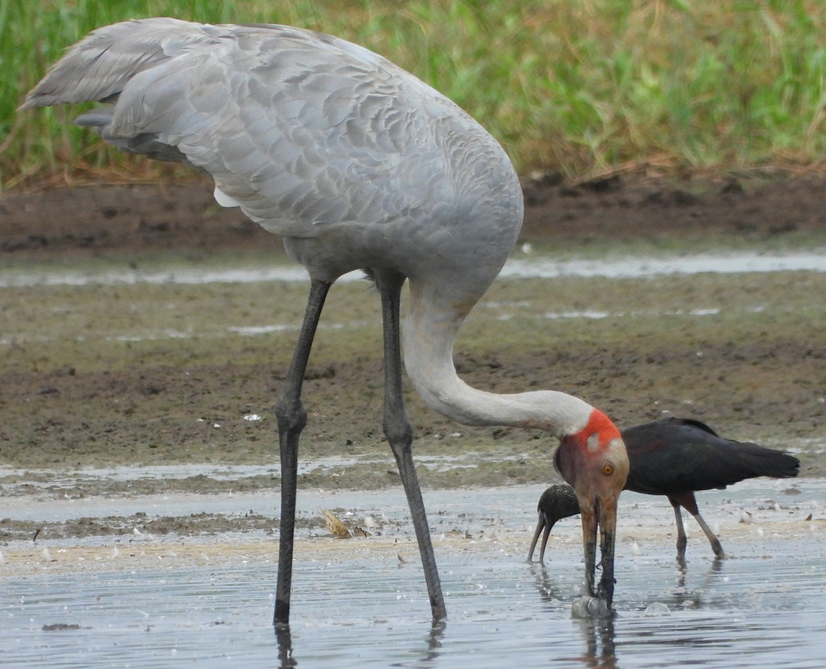 Brolga - ML645306220