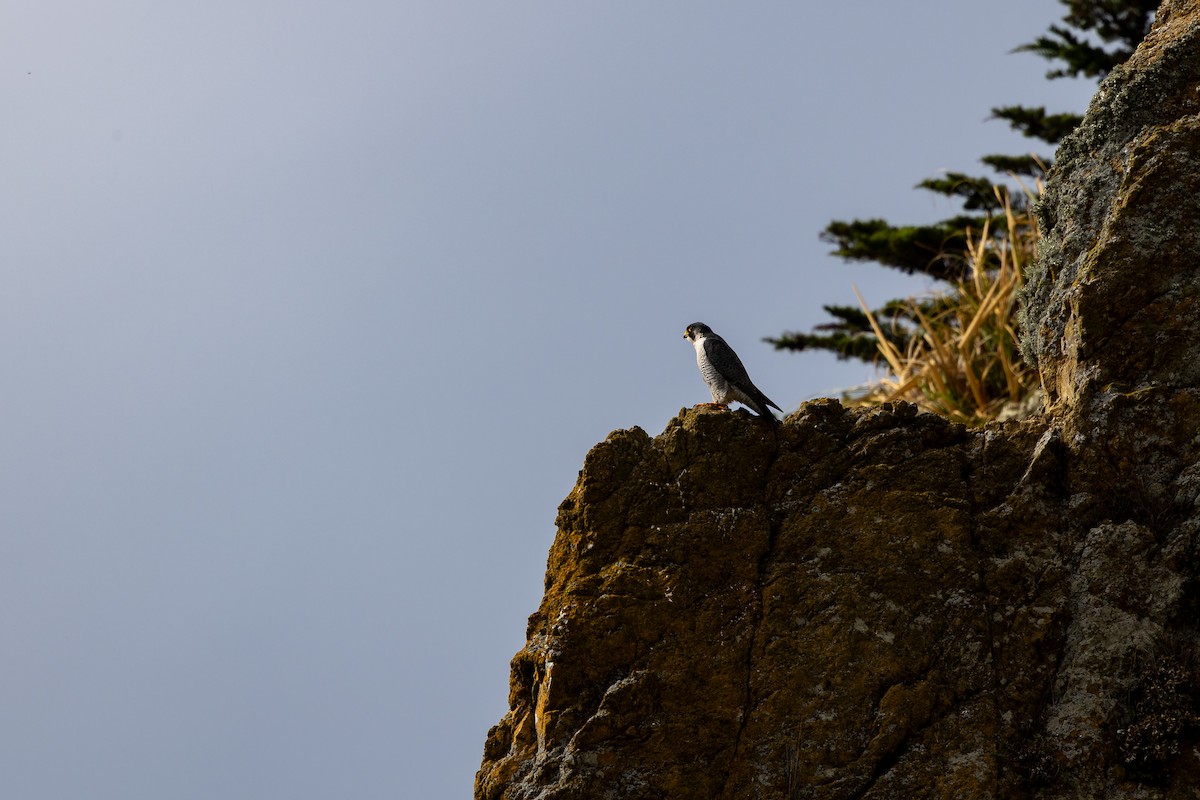 遊隼 - ML645306224