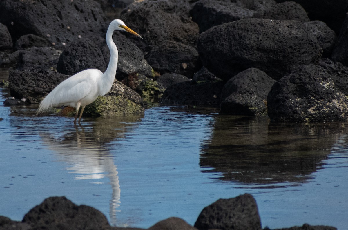 Garceta Grande - ML645306226