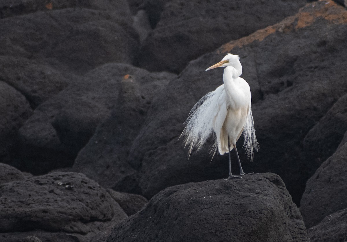 Garceta Grande - ML645306227