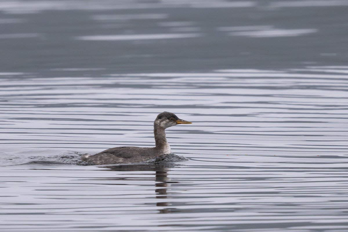 Red-necked Grebe - ML645306228