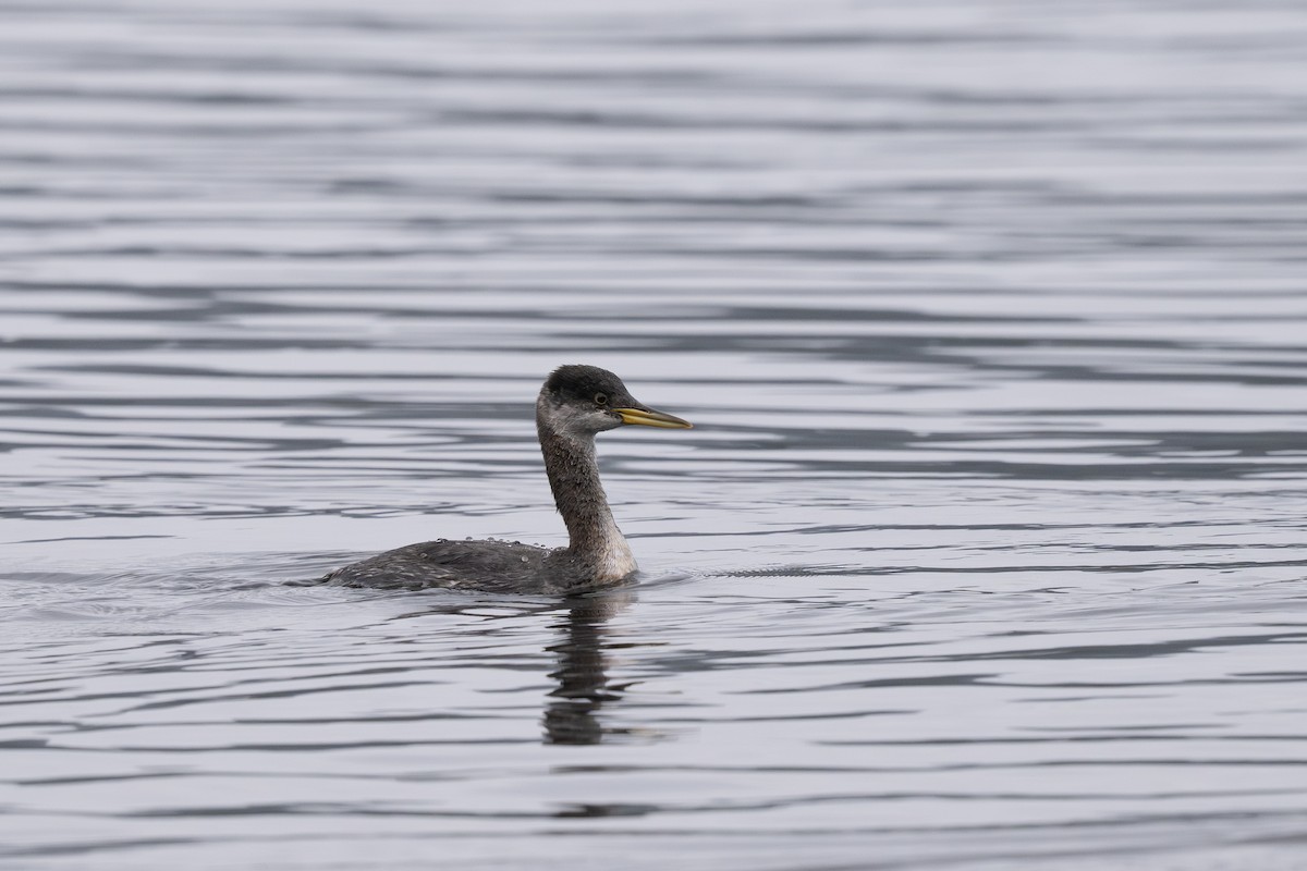 Red-necked Grebe - ML645306229