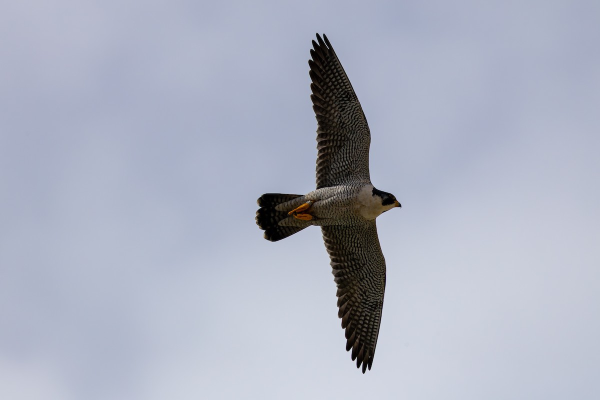 遊隼 - ML645306231