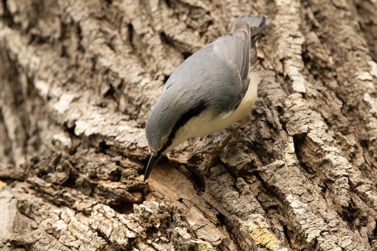 spettmeis (asiatica gr.) - ML645306232