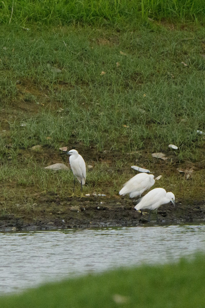Aigrette garzette - ML645306237