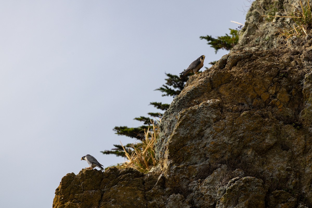 遊隼 - ML645306239