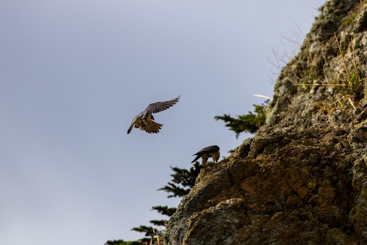 遊隼 - ML645306244