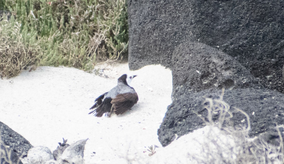 White-fronted Chat - ML645306249