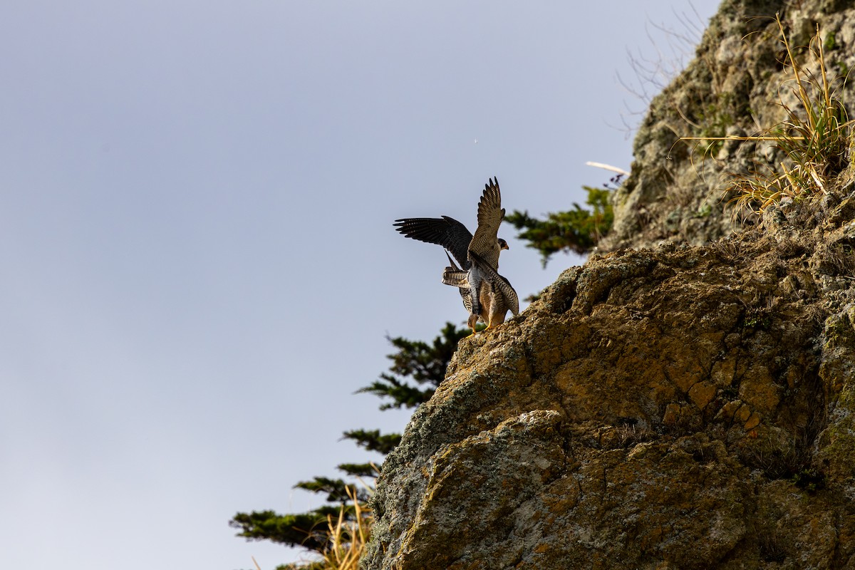 遊隼 - ML645306251