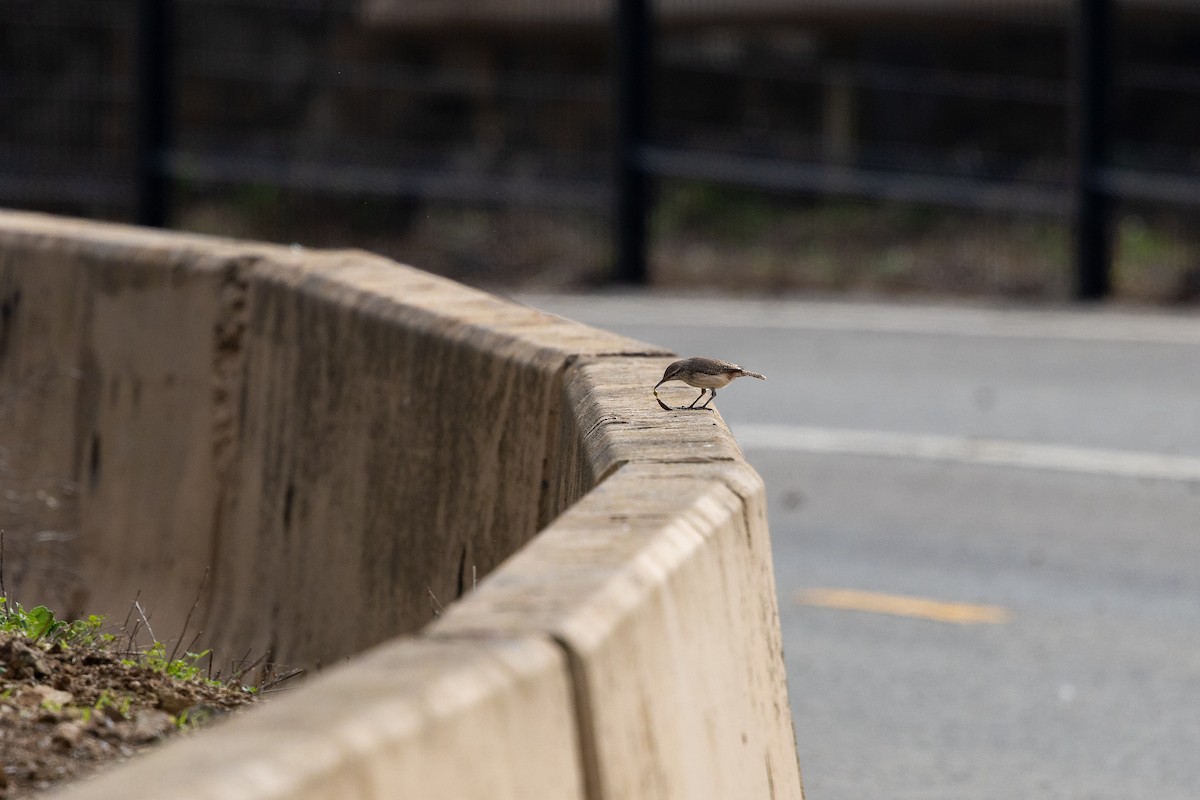 Rock Wren - ML645306255