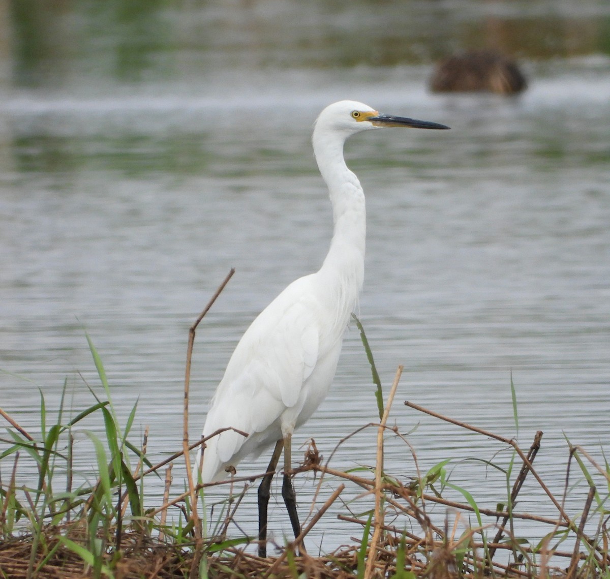 Aigrette garzette - ML645306256