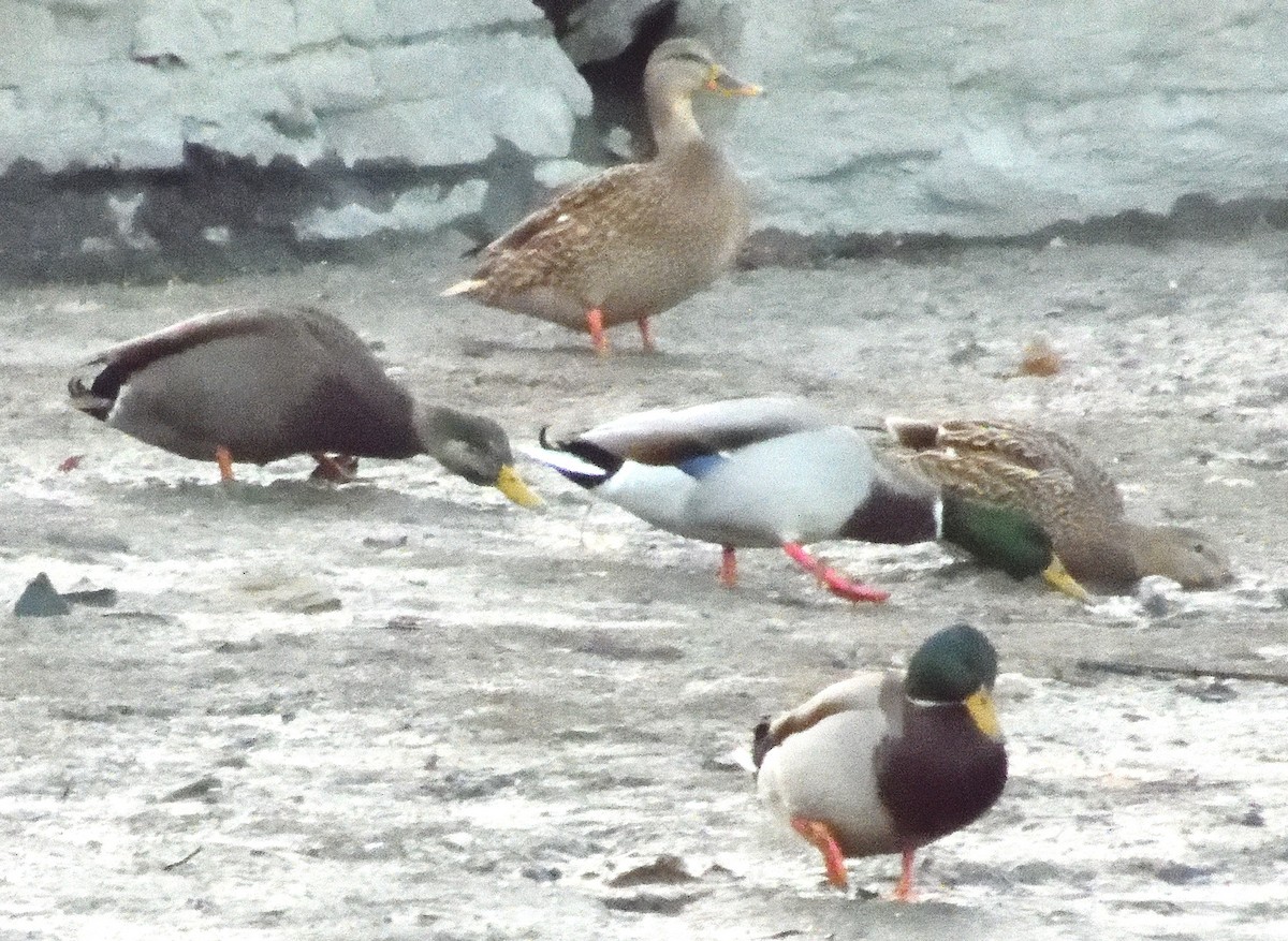Mallard x American Black Duck (hybrid) - ML645306257