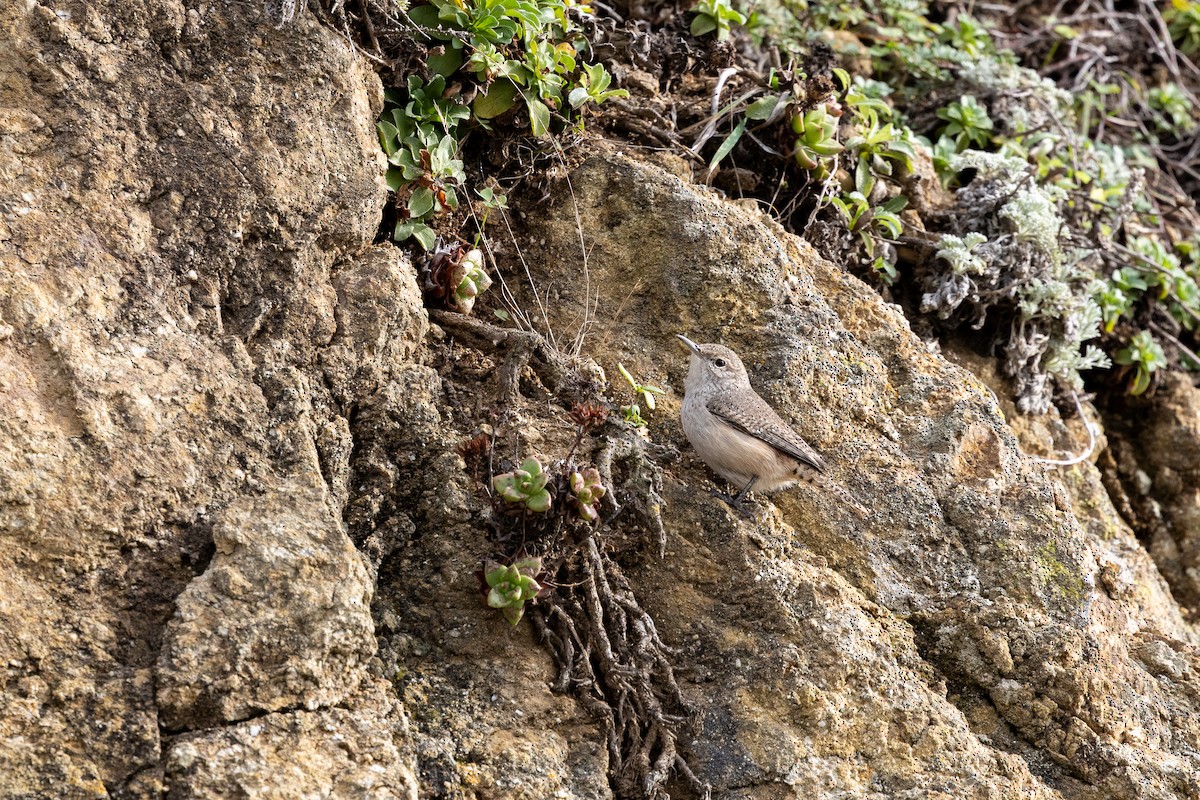 Rock Wren - ML645306259