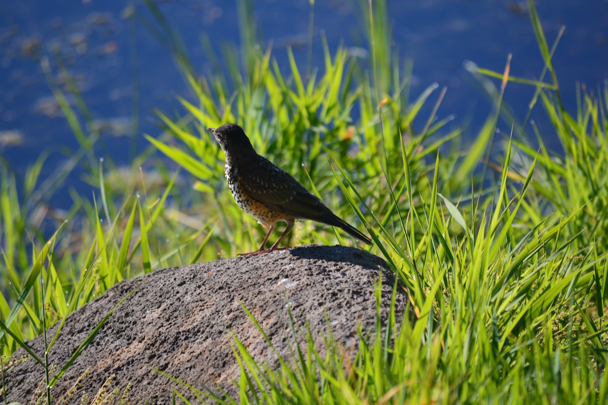 コマツグミ - ML645306262