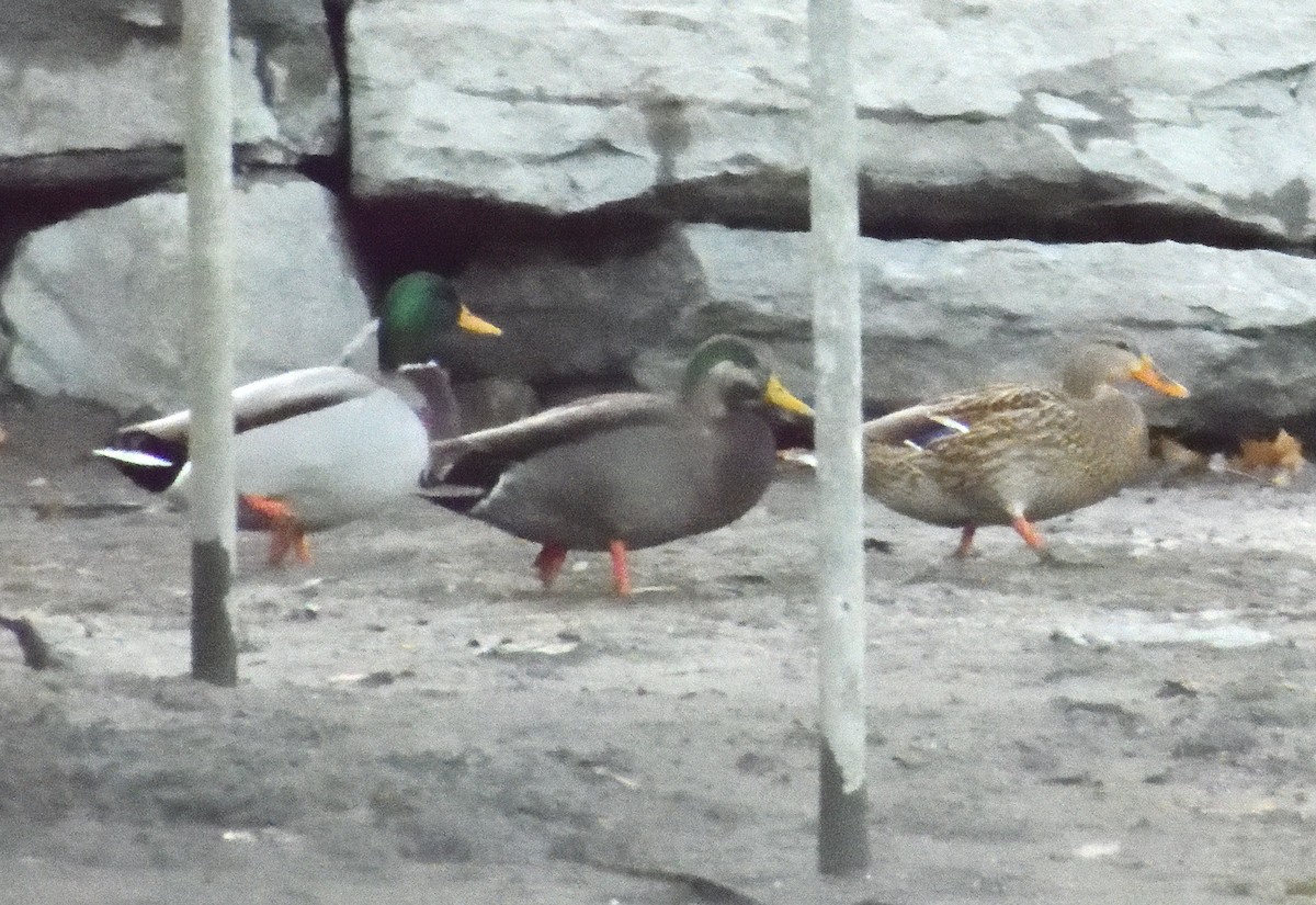 Mallard x American Black Duck (hybrid) - ML645306263