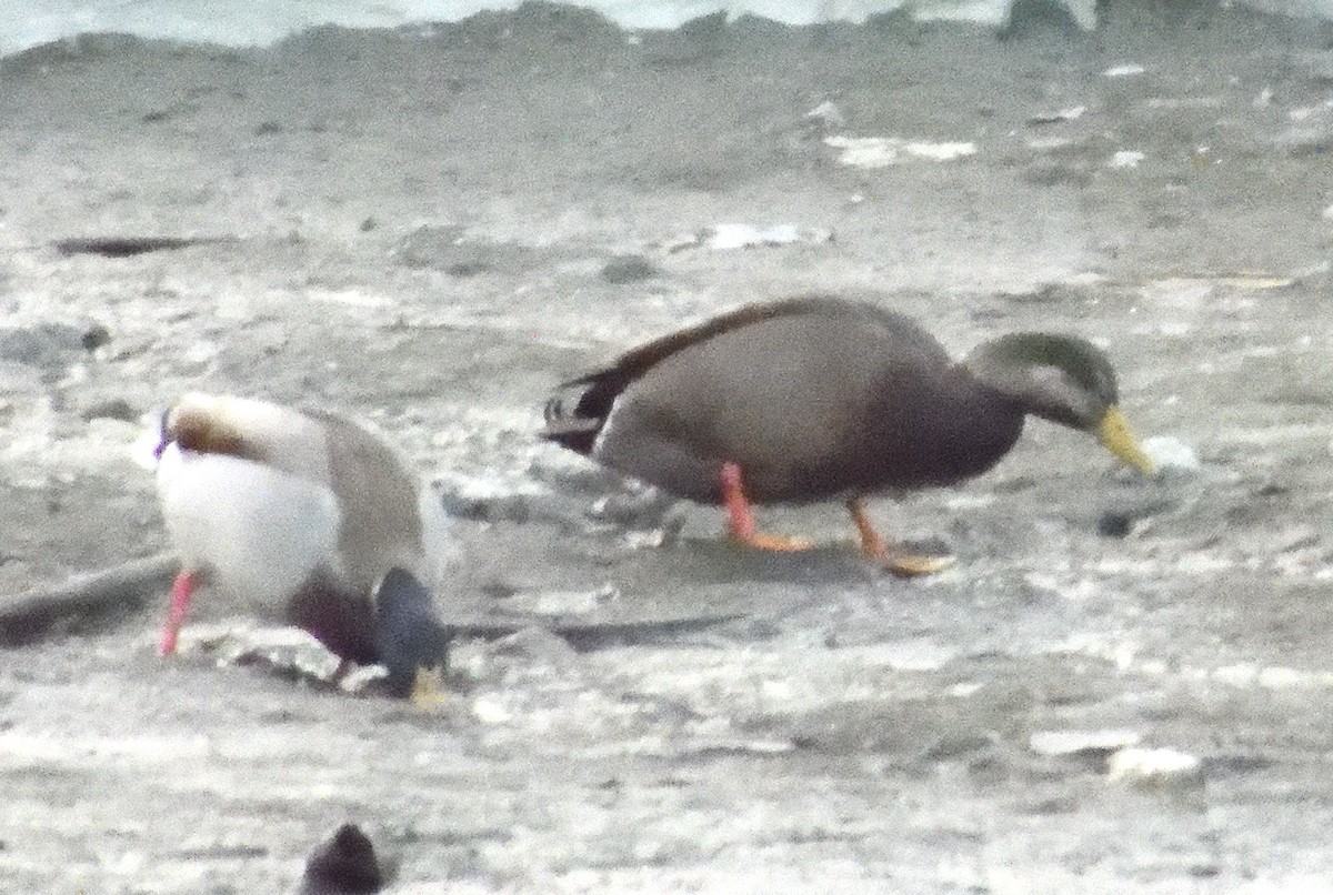 Mallard x American Black Duck (hybrid) - ML645306270