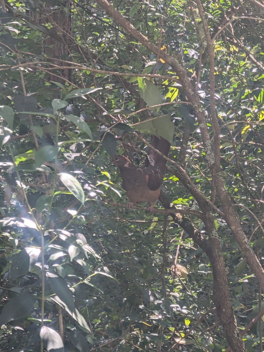 Phasianelle brune - ML645306274