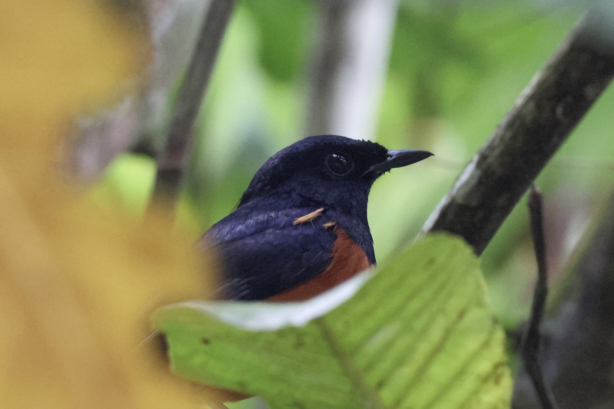 White-rumped Shama - ML645306284