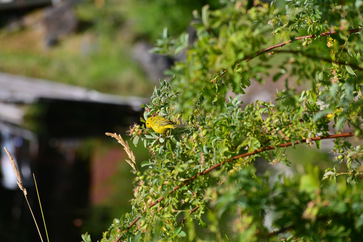 Northern Yellow Warbler - ML645306286