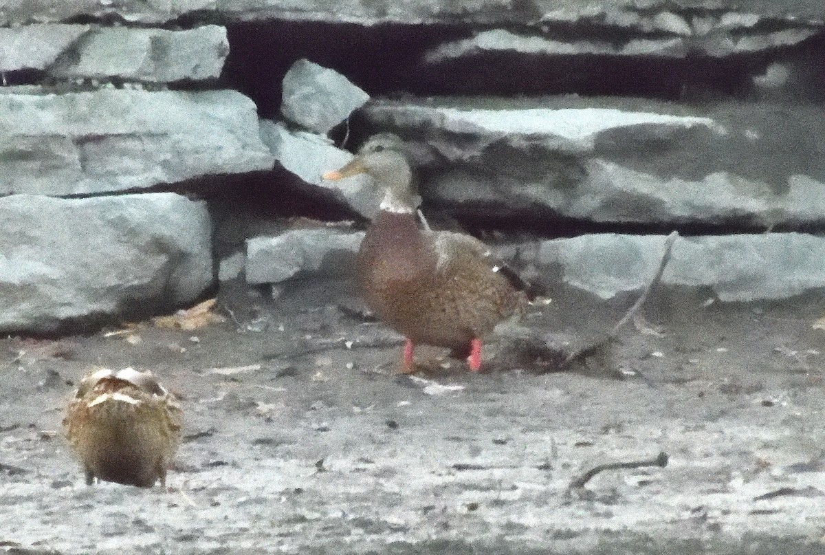 Mallard - ML645306288