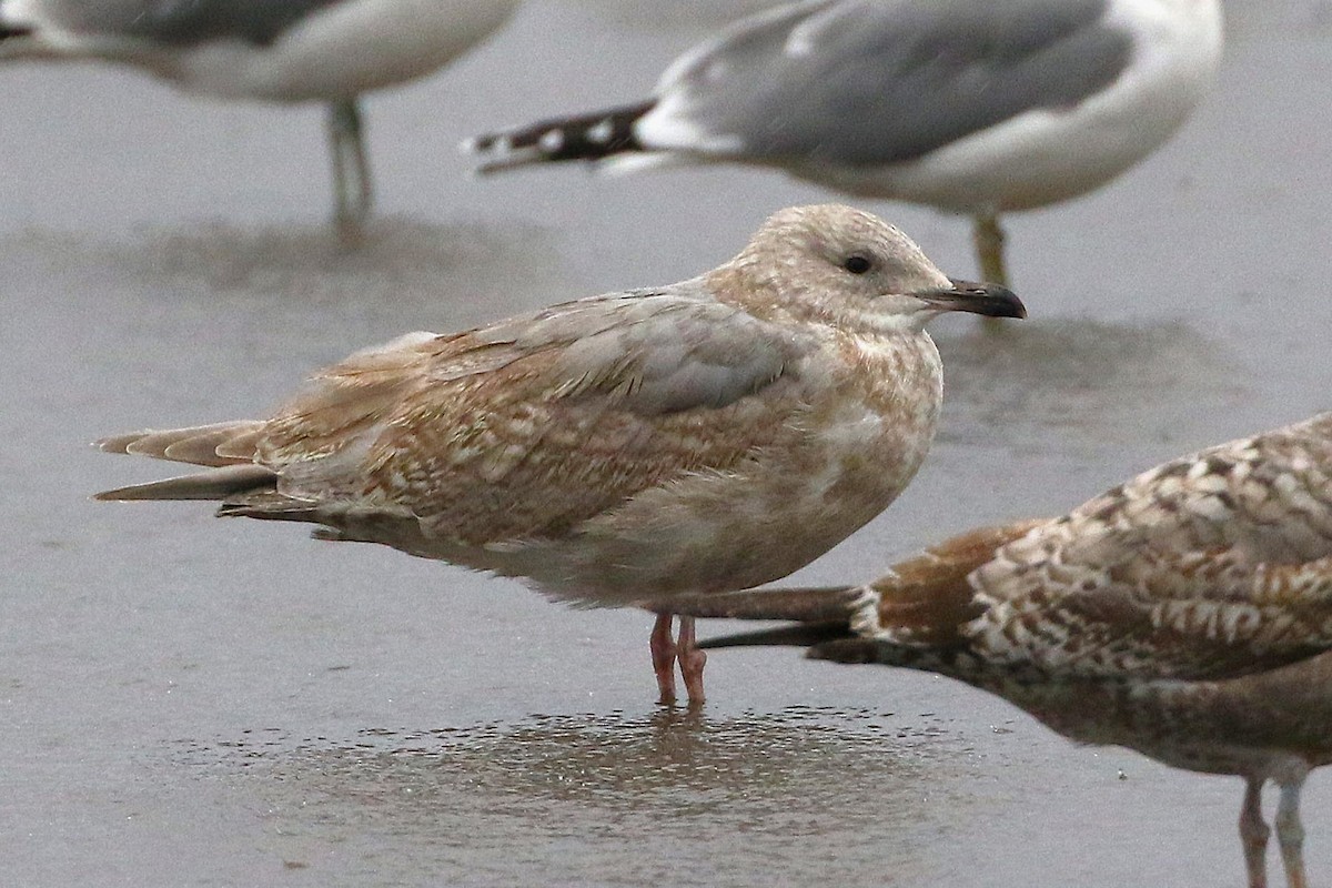 Iceland Gull (Thayer's) - ML645306289