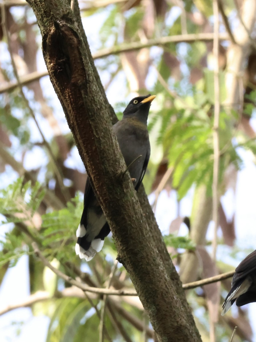 Javan Myna - ML645306291