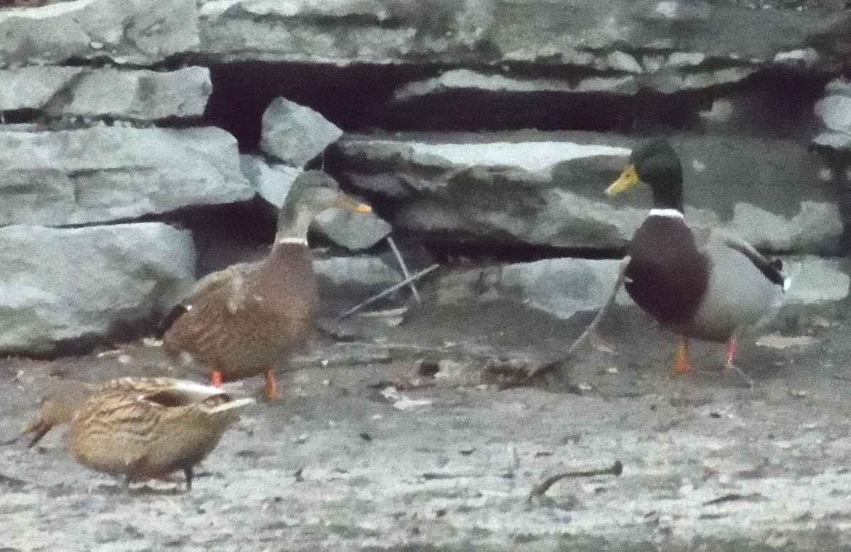 Mallard - ML645306301