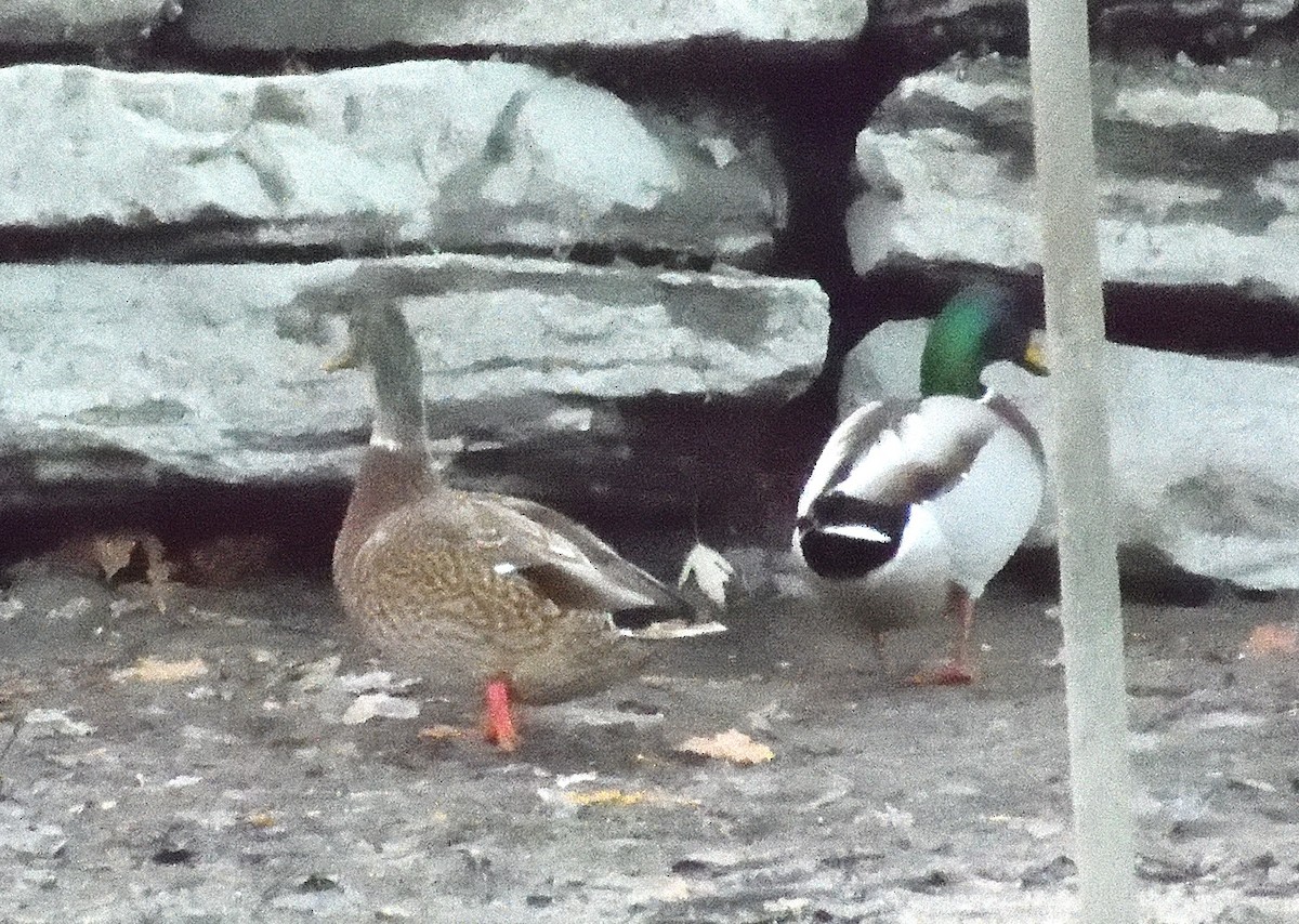 Mallard - ML645306304