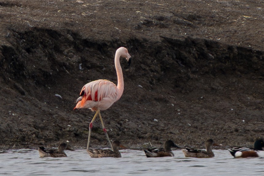 Chilean Flamingo - ML645306306