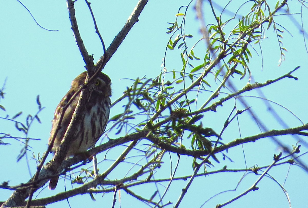 Ferruginous Pygmy-Owl - ML645306311