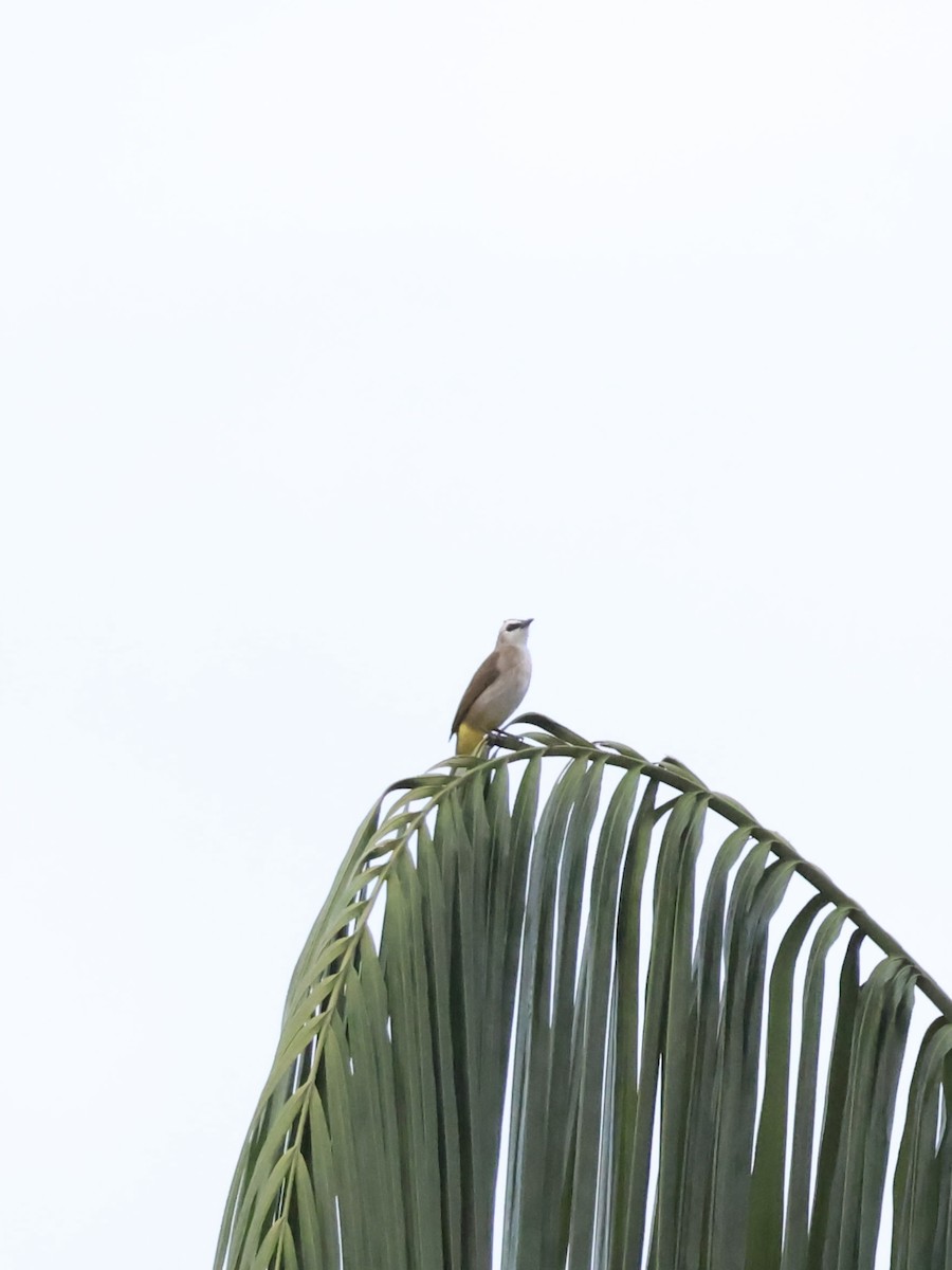 Yellow-vented Bulbul - ML645306314
