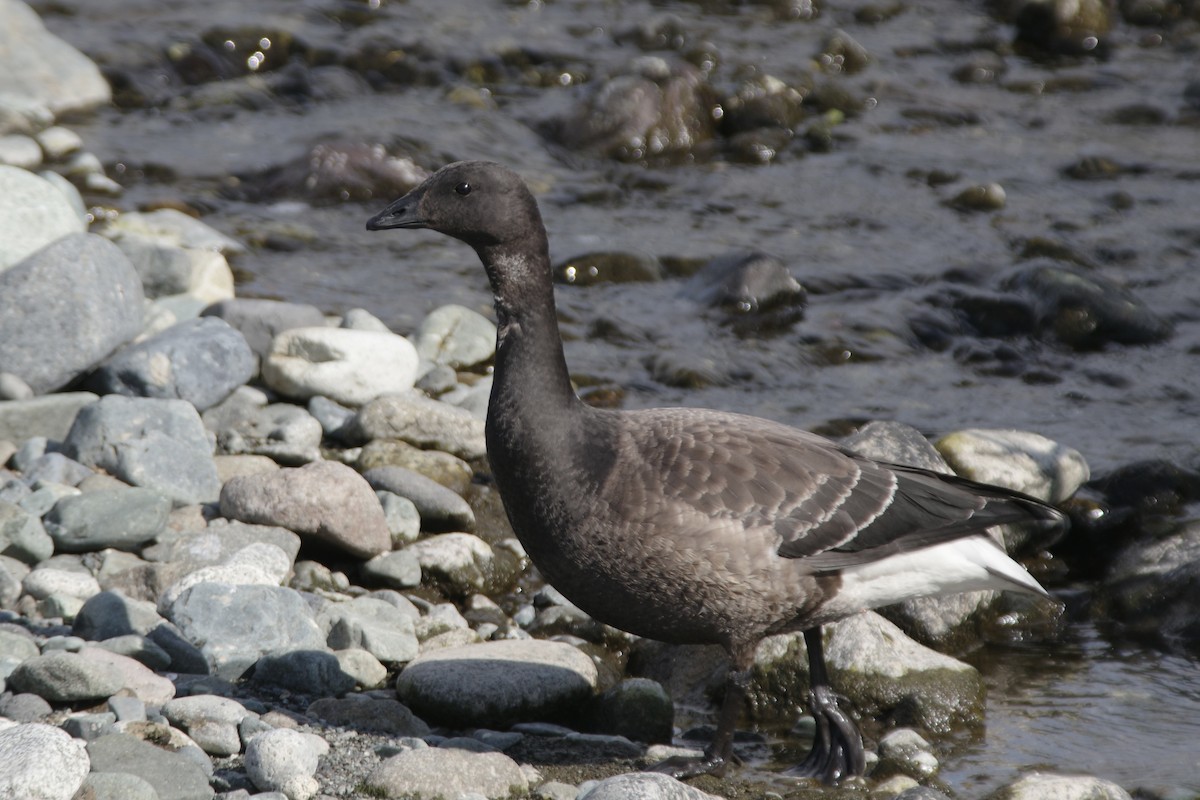Brant - ML645306316