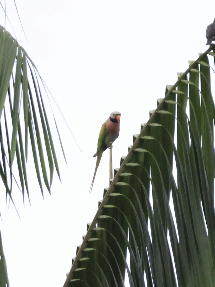 Red-breasted Parakeet - ML645306318