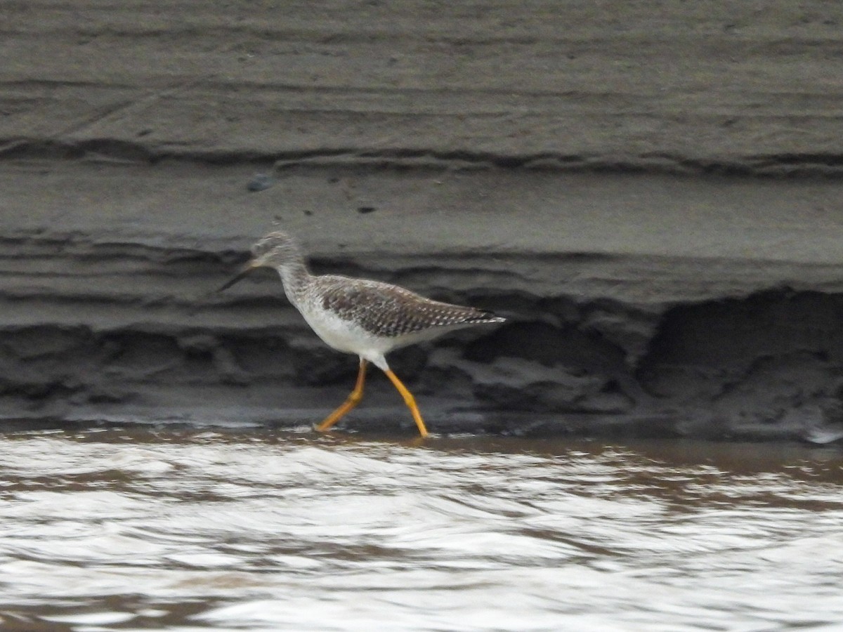 Greater Yellowlegs - ML645306319