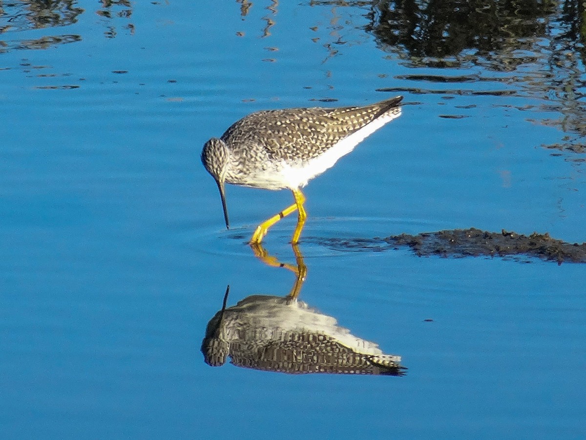 Greater Yellowlegs - ML645306328