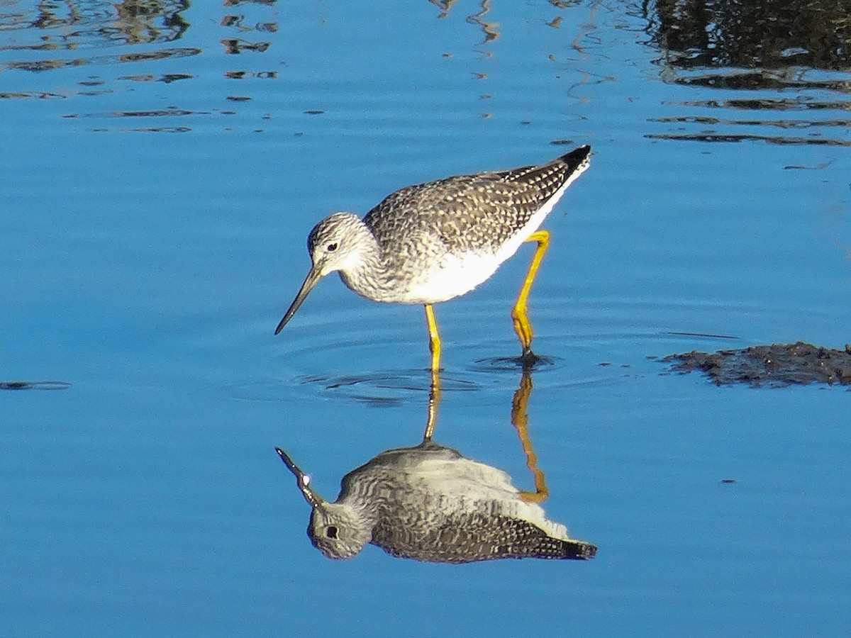 Greater Yellowlegs - ML645306329