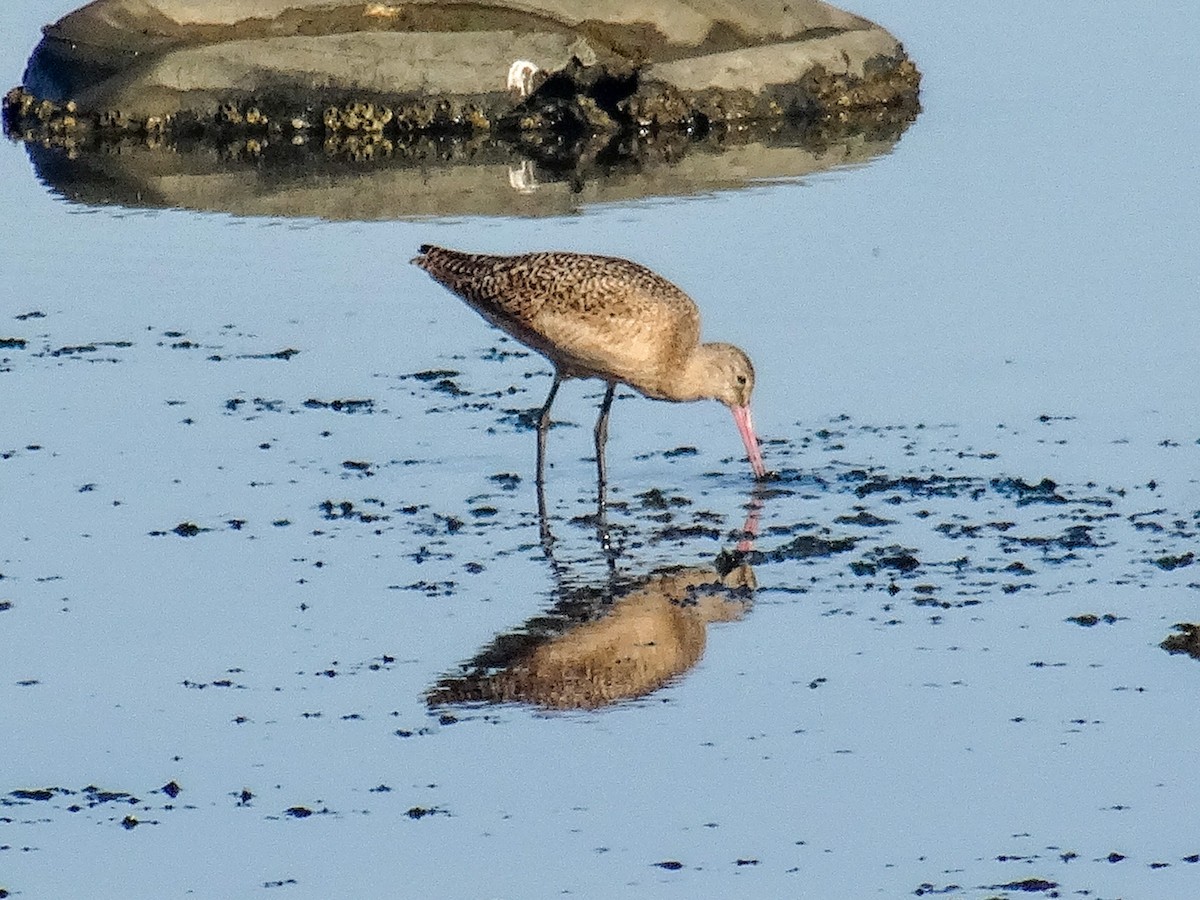 Marbled Godwit - ML645306330