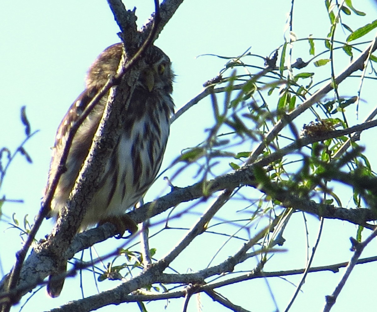 Ferruginous Pygmy-Owl - ML645306336