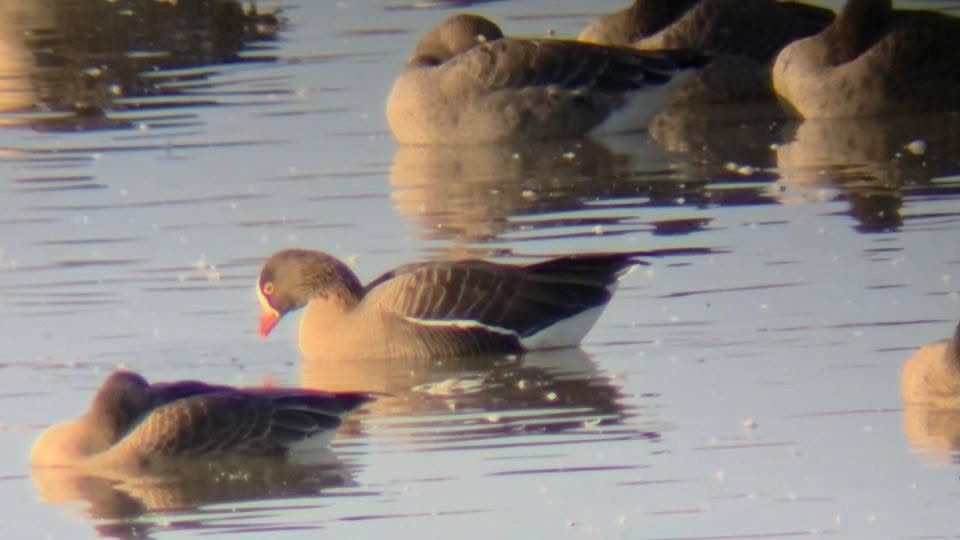 אווז קטן - ML645306337
