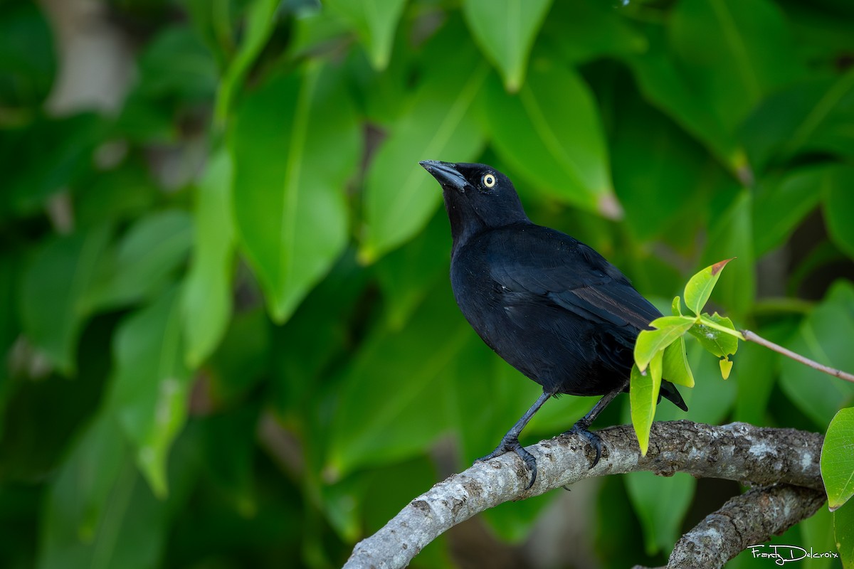 Carib Grackle - ML645306347