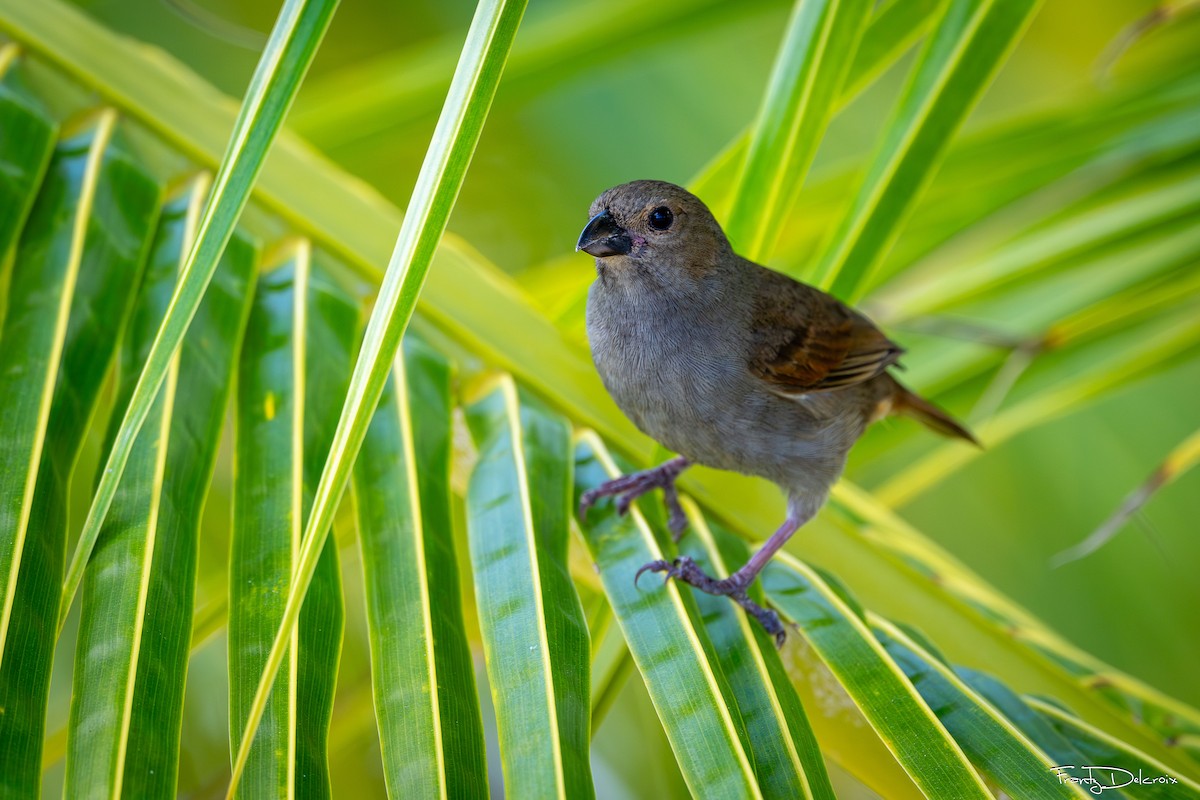 Barbados Bullfinch - ML645306349