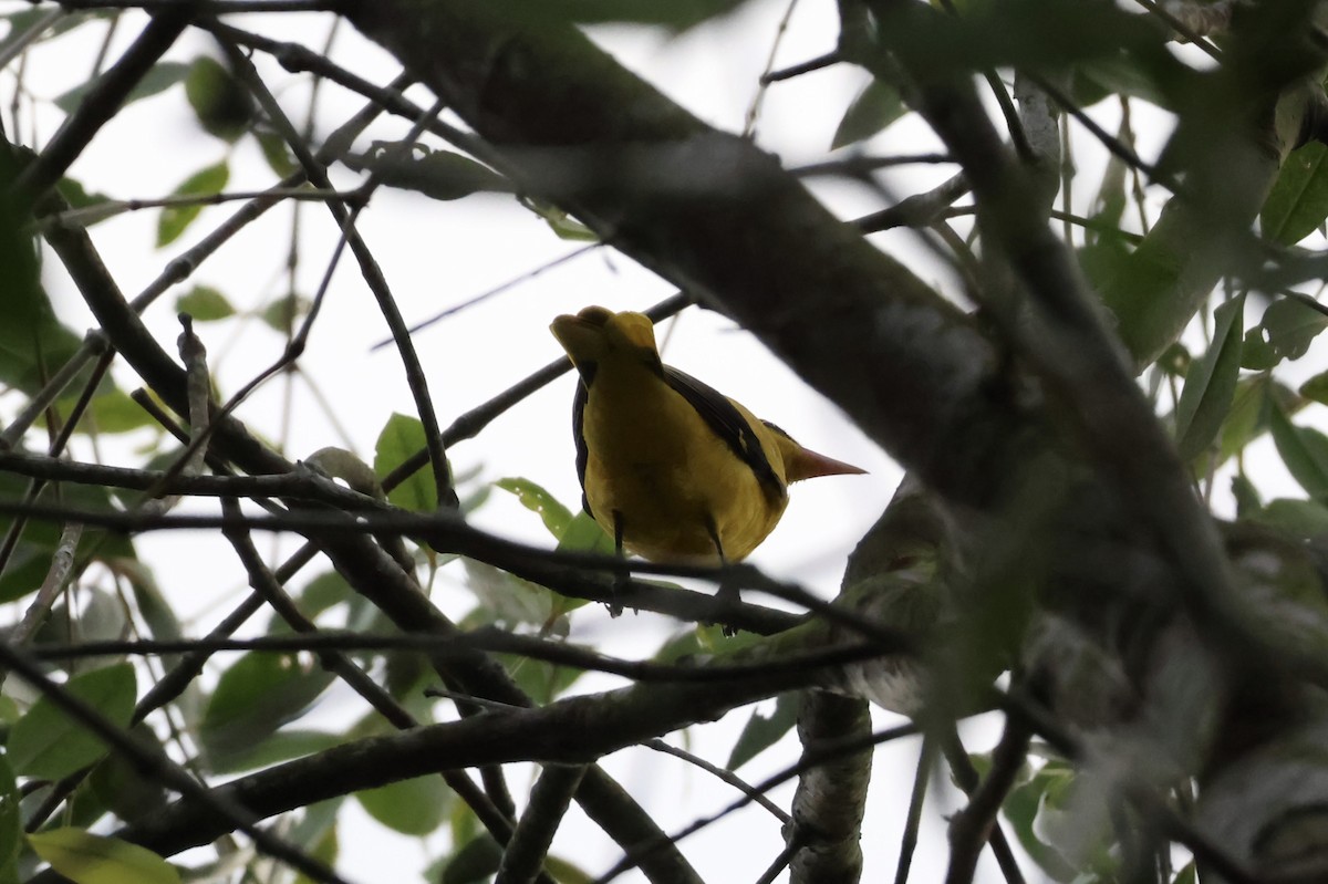 Black-naped Oriole - ML645306350