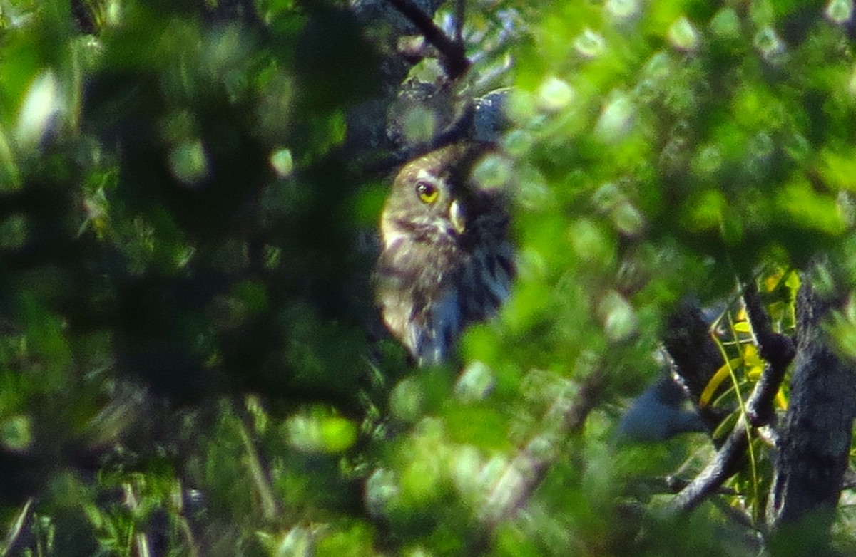Ferruginous Pygmy-Owl - ML645306352