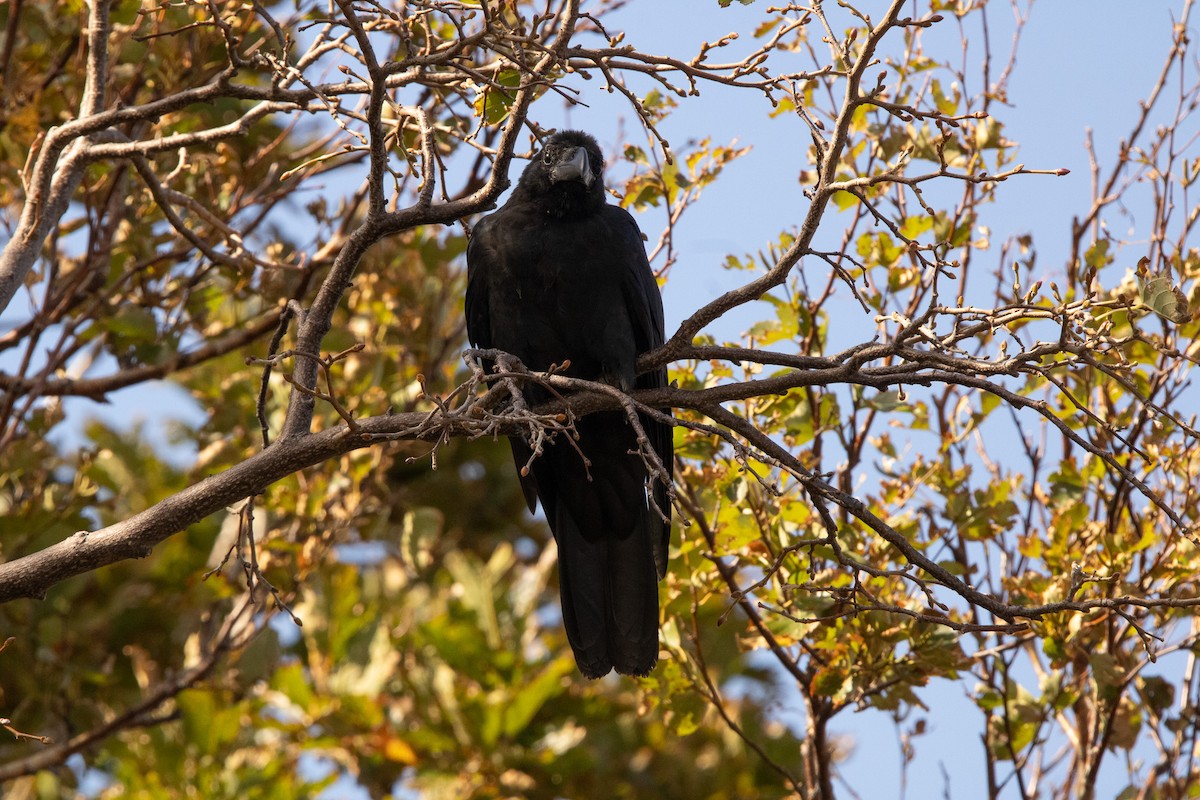 Large-billed Crow (Large-billed) - ML645306360